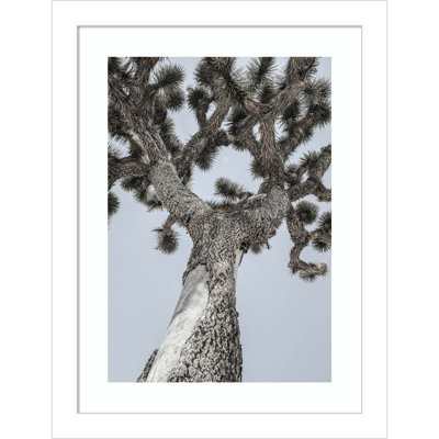 Daisey "Joshua" Print by Shot by Clint