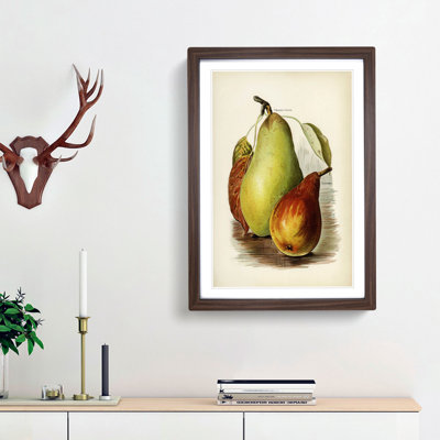 A Vintage Illustration of Pears - Framed Print