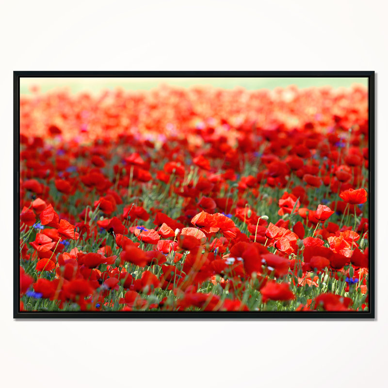 «Thick Red Poppy Flower Field», reproduction de photo sur toile tendue encadrée, H 12 po x l 20 po x P 1 po