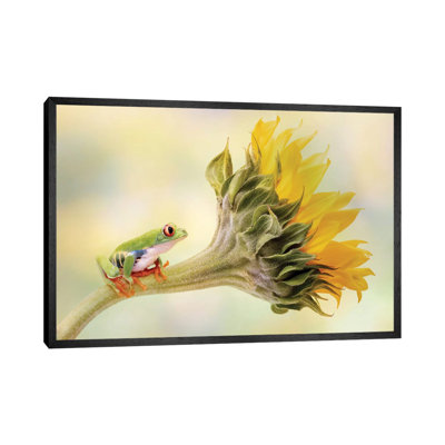 Red Eyed Tree Frog On A Sunflower by Linda D Lester - Print on Canvas