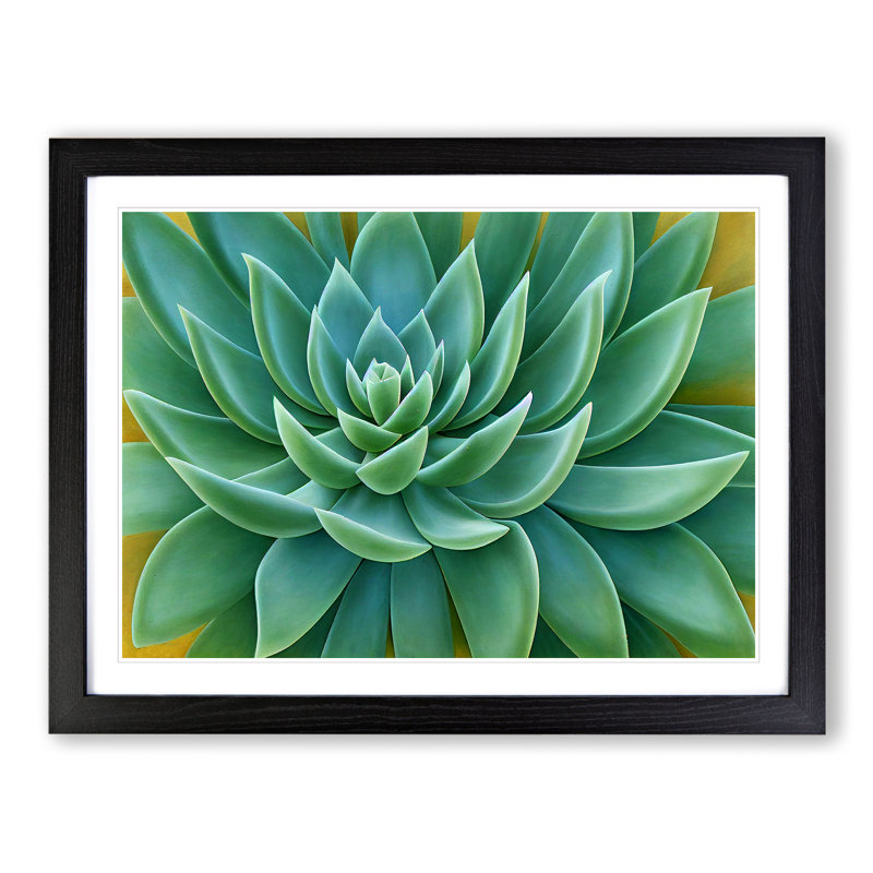 Soulful Succulent Plant - Framed Print, 25cm H x 34cm W x 2cm D, Black