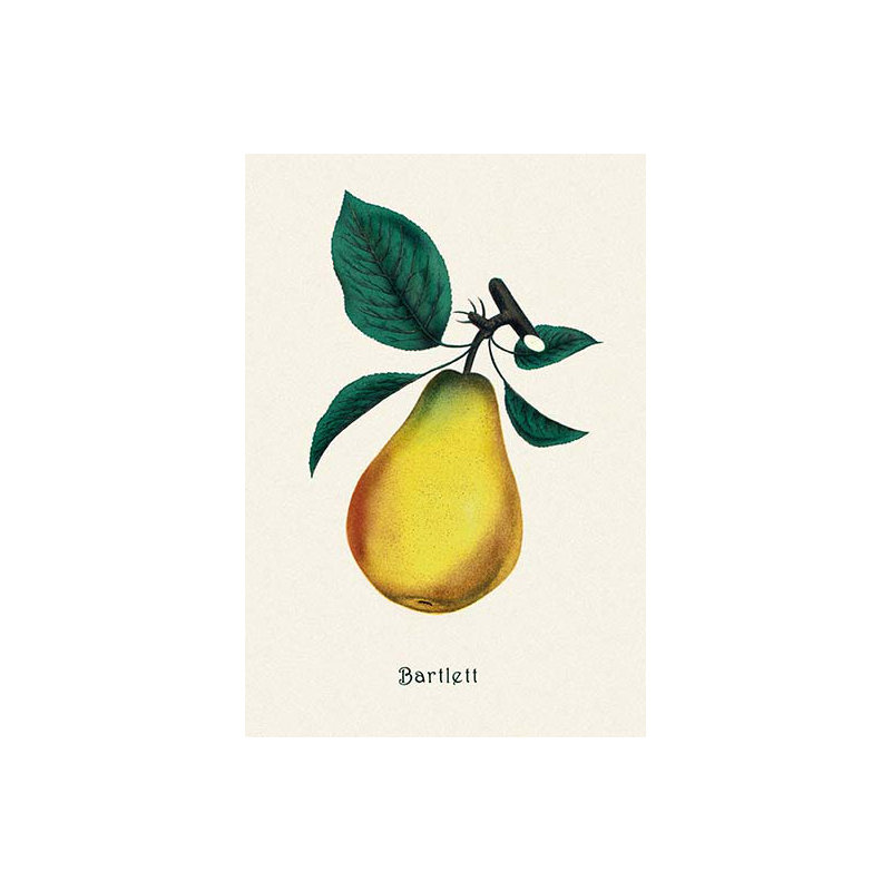 Bartlett poire