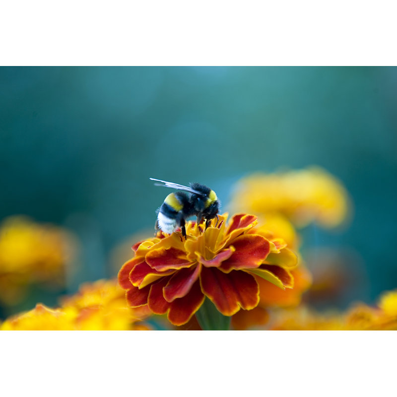 Bumblebee - Wrapped Canvas Print, 51cm H x 76cm W
