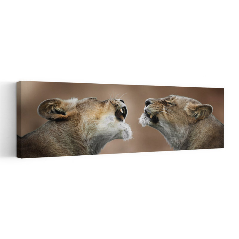 Art contemporain, deux lionnes rugissantes, H 20 po x l 60 po