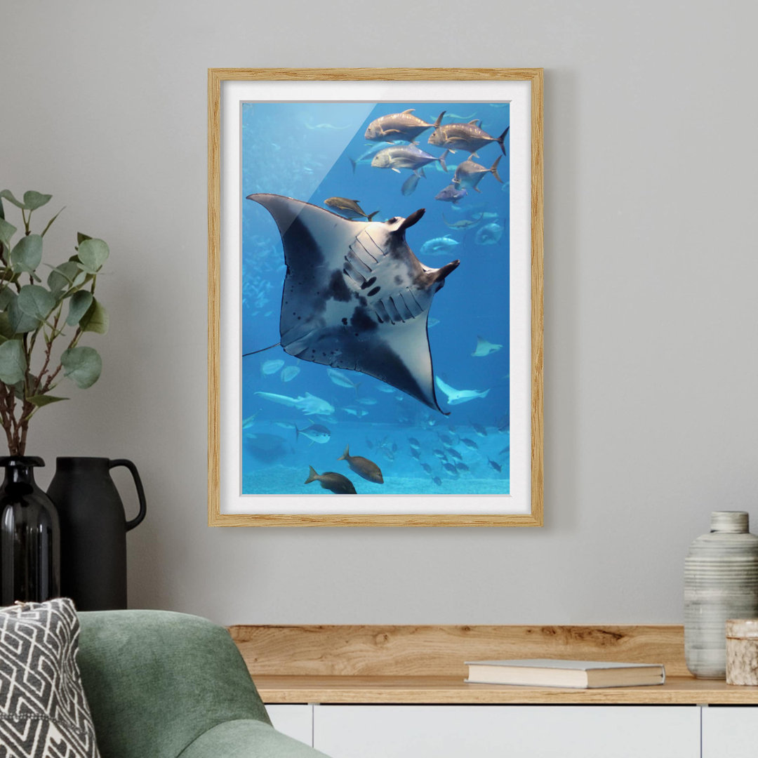 Gerahmtes Papierbild Mantarochen