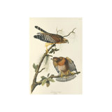 Red Shouldered Hawk Print by James Audubon