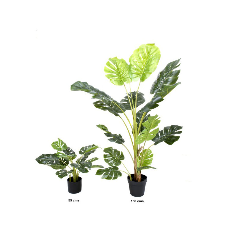 62cm Plant