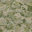 Shades of Green; 0542-46