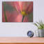 "Tulipa Planifolia" par Cora Niele-1334241266