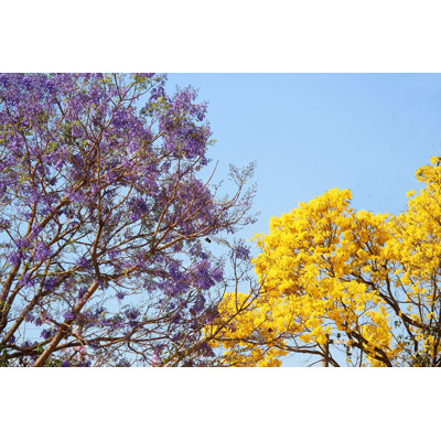 " Jacaranda And Yellow Ipe "