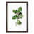 Walnut Framed