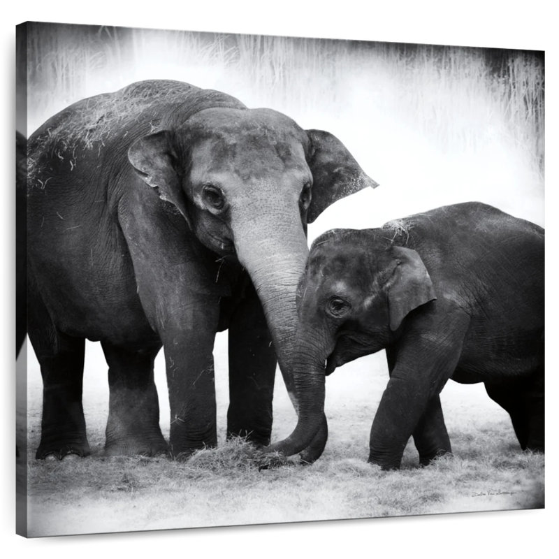 Crowle Elephant BW II
