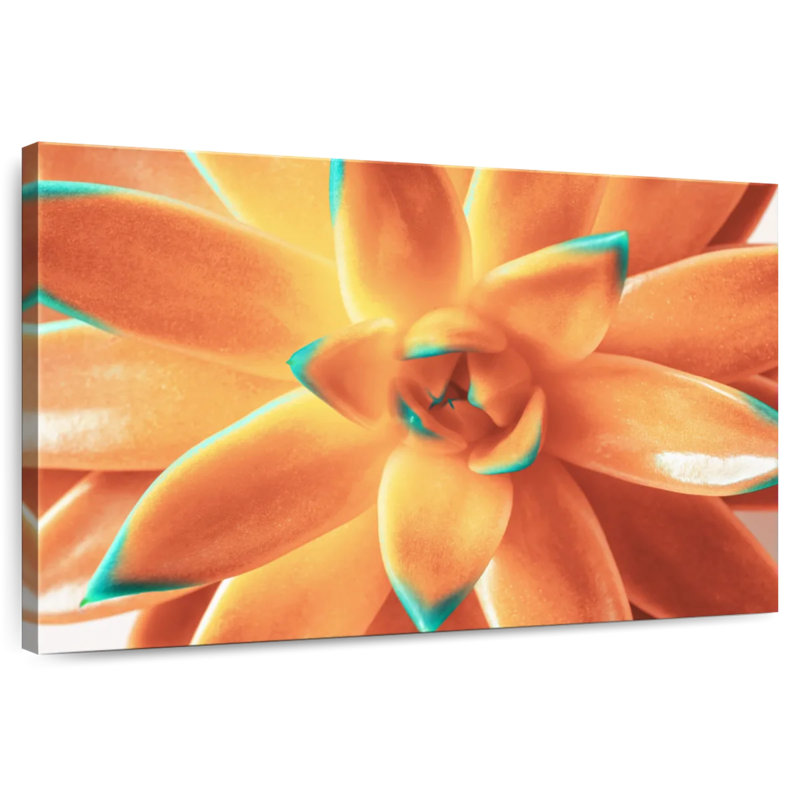 Plante grasse orange Harnek, H 16 po x l 24 po