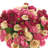 Polysilk Ranunculus Arrangement in Pot