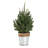 Artificial Multicolor Christmas Tree in Bucket with Plaid Bow-211483192