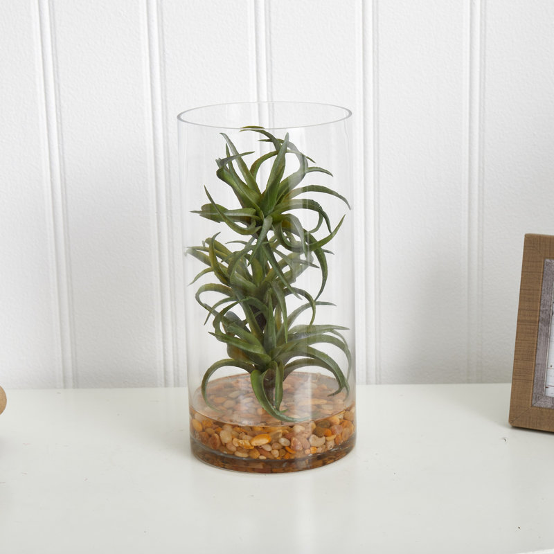 Succulent plante de bureau en vase air