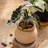 Louna Pot Planter-706238258-706238259