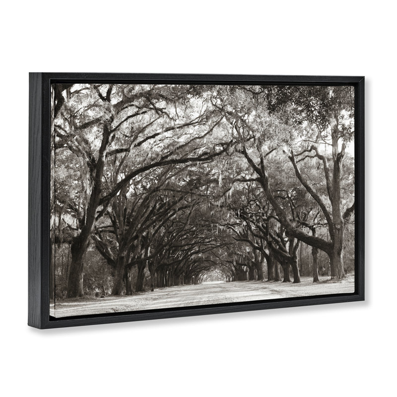 Cadre flottant Georgia Stroll Tree Tunnel, design par Nathan Larson, Cadre flottant noir de jais, H 21 po x l 31 po