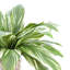 Rockwood Faux Cordyline Plant in Glass Vase