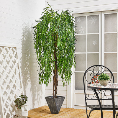 195cm Plant