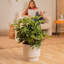 Schefflera Capella in Décor Planter