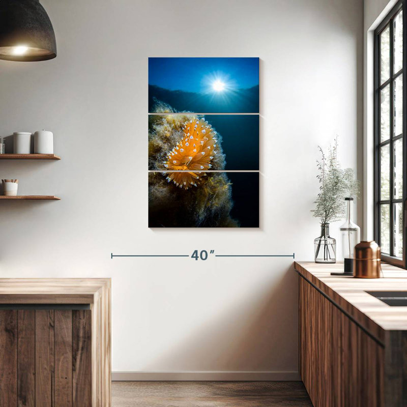 Brampt Crested Aeolis, 38" H x 24" W