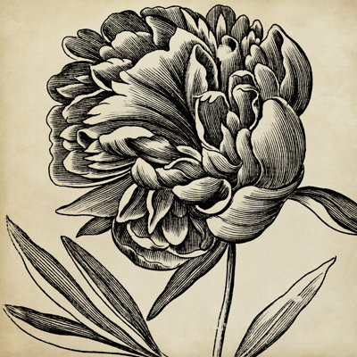 Graphic Floral II by Vision Studio - Wrapped Canvas Painting
