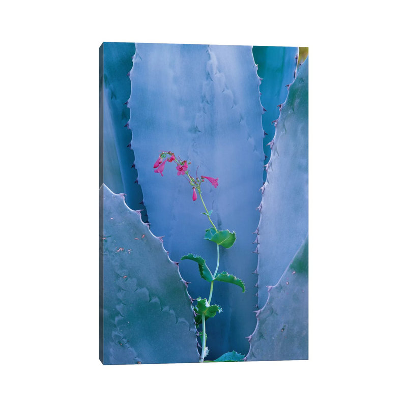 Agave And Parry's Penstemon Close Up, North America I by Tim Fitzharris - Wrapped Canvas Print