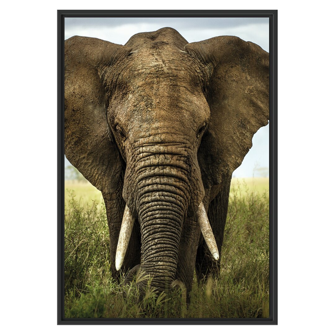 Gerahmtes Wandbild Imposanter Elefant