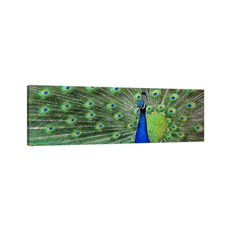 Aqua Peacock - Wrapped Canvas Panoramic Print, 152.4 cm H x 50.8 cm W x 3.175 cm D