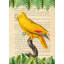 The Blue-Fronted Parrot, After Levaillant by Stef Lamanche - Wrapped Canvas Print-29126320