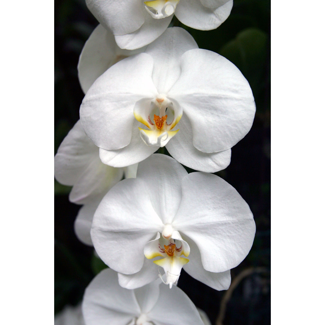 A Set Of White Orchids On A Black Background von Petershort - Kunstdrucke ohne Rahmen auf Leinwand