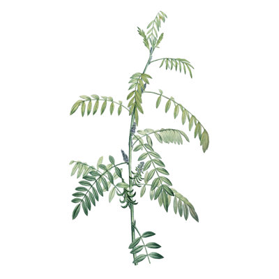 Soft Green Botanical III by Vision Studio -  Painting