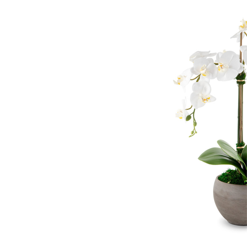 Arrangement Cassis RealTouch Orchid, Neige