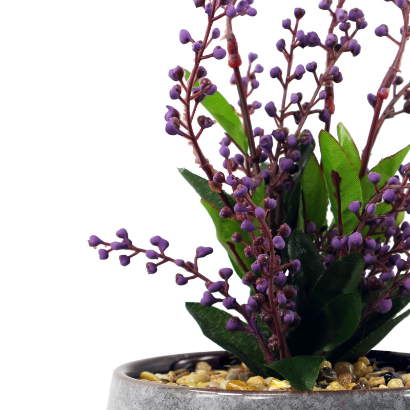 Annistin 28cm Plant