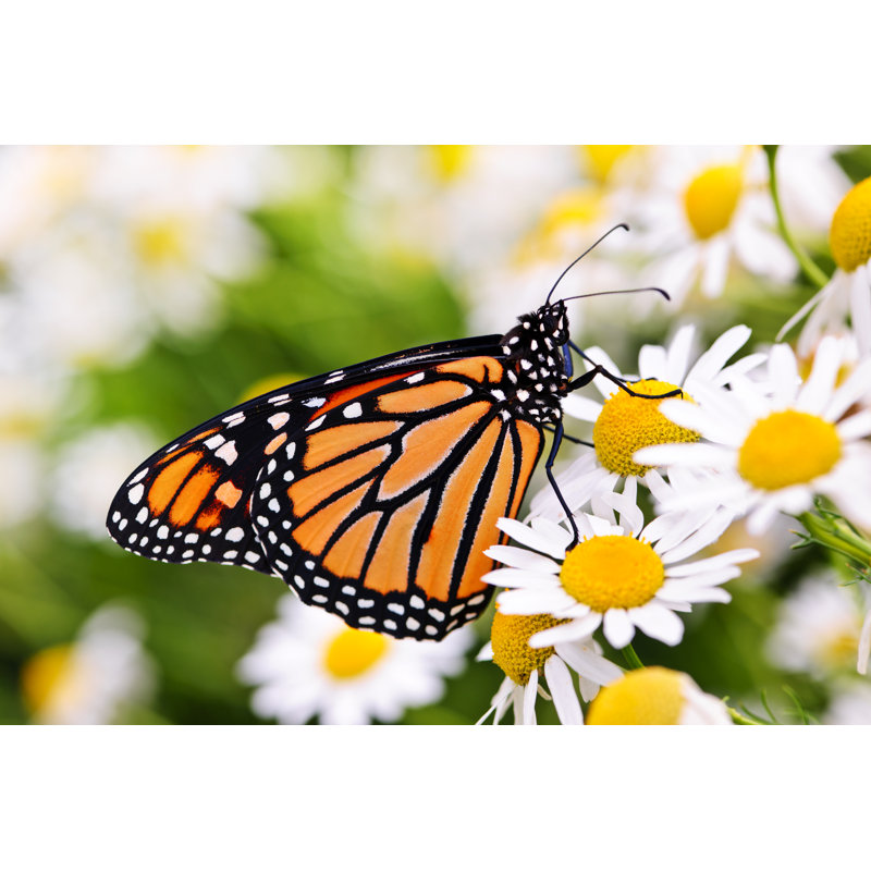 Monarch Butterfly - Wrapped Canvas Print, 20cm H x 30cm W x 3.8cm D