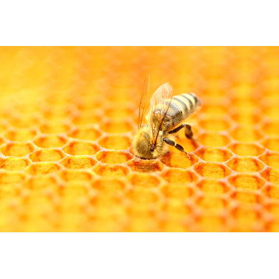 Honeybee - Wrapped Canvas Print