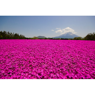 " Fuji "