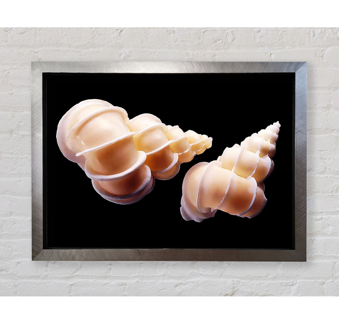 Beautiful Shell Duo - Einzelne Bilderrahmen Kunstdrucke