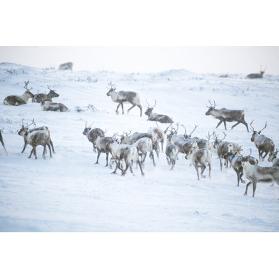 Broady " Reindeer Herd Resting "