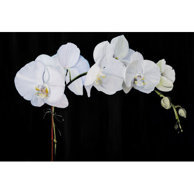 Dramatic Orchids II - Photograph