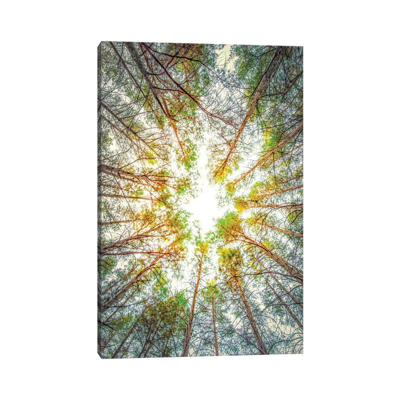 Canopy Of Trees by Nik Rave - Wrapped Canvas Gallery-Wrapped Canvas Giclée, 30.48cm H x 20.32cm W