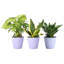 Live Low Light Houseplant Set-109179382