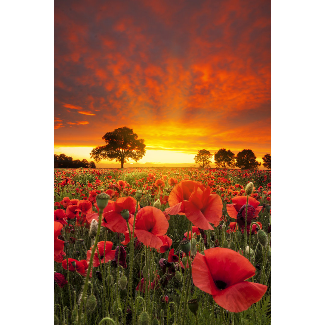 Leinwandbild Poppy Fields Under Dramatic Skies