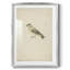«Vintage Animal Print», impression encadrée-1863241825