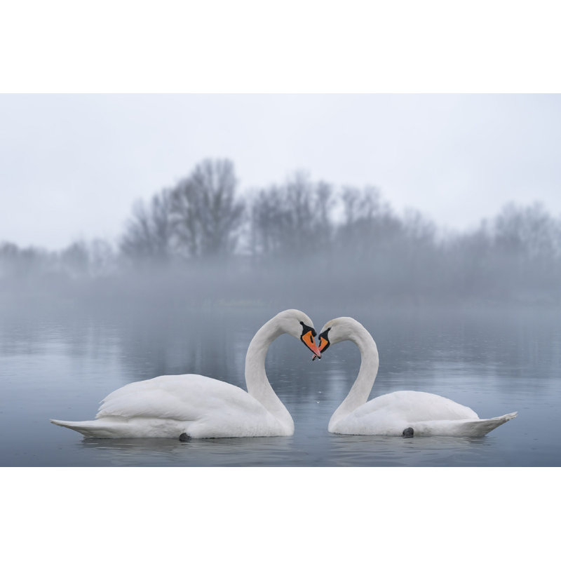 " Beautiful White Swans " by Fedbul, 30" W x 20" H