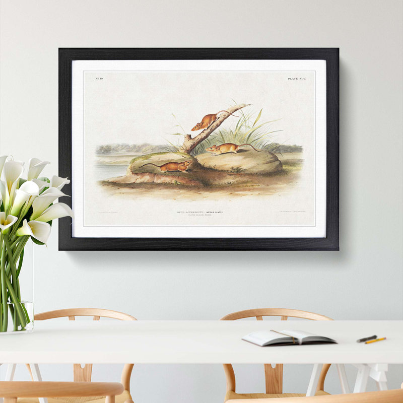 Orange Mice by J.W. Audubon - Picture Frame Painting Print, 48cm H x 65cm W x 2cm D, Black Framed