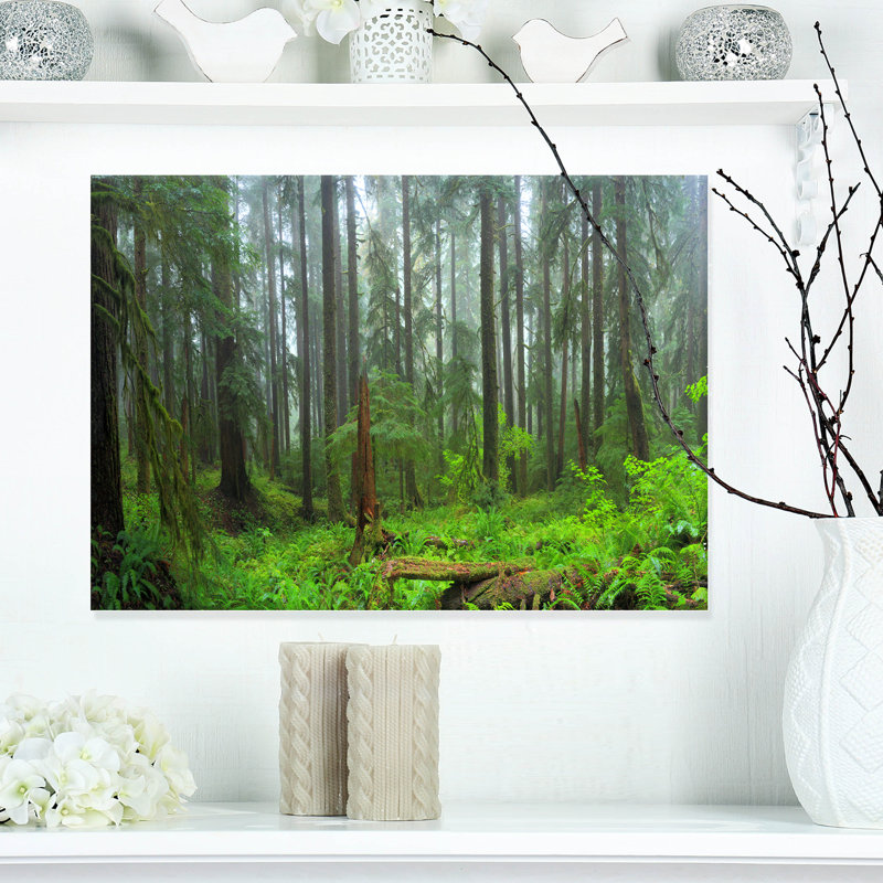Hoh Rain Forest - reproduction de photo sur toile tendue, H 20 po x l 20 po x P 1 po, Toile tendue