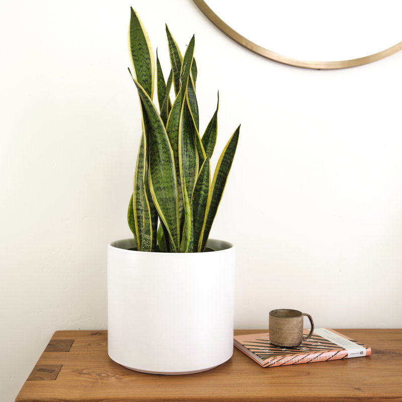 Pot à fleurs en céramique Keyes, Blanc, H 10,25 po x l 11,25 po x P 11,25 po