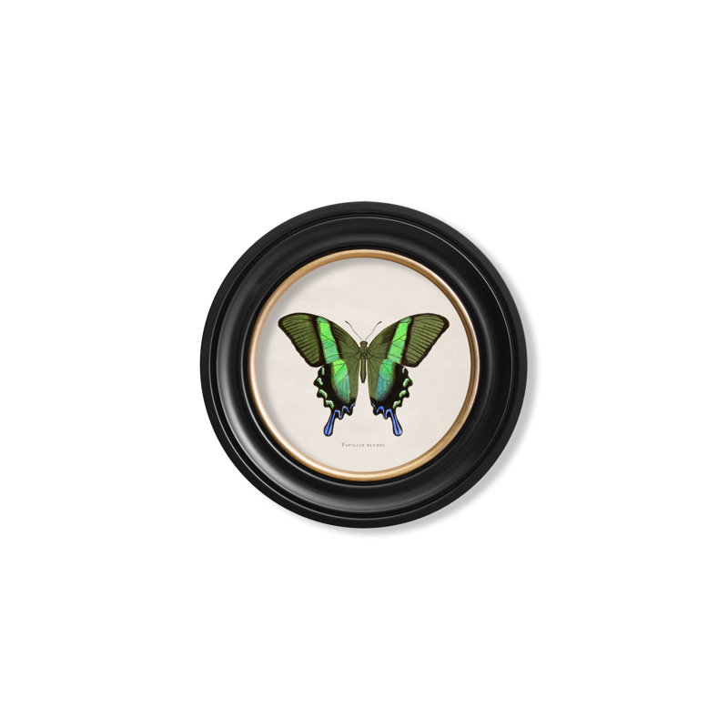 Green Butterfly by Mid-1800s - Single Picture Frame Print on Archival Matt 230gsm Paper